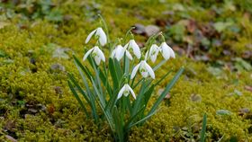 Mesaje de Mărțișor 2024! Cele mai frumoase urări pentru prima zi de primăvară